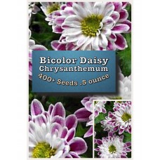 Bicolor Daisy Mum - Chrysanthemum Seeds 1/2 Ounce (400+ seeds)   